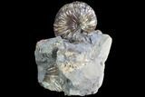 Hoploscaphites Brevis Ammonite - South Dakota #86205-1